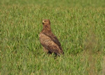 Saugomų rūšių apsauga „Natura 2000“ teritorijose: Mažojo erelio rėksnio atvejis