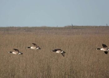 Paukščių migracija