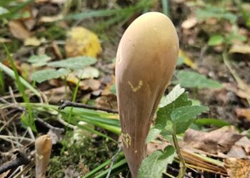 Piestinis pirštūnis (Clavariadelphus pistillaris)