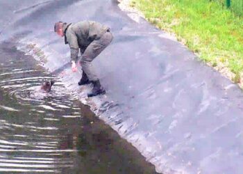 Meškėno gelbėjimas