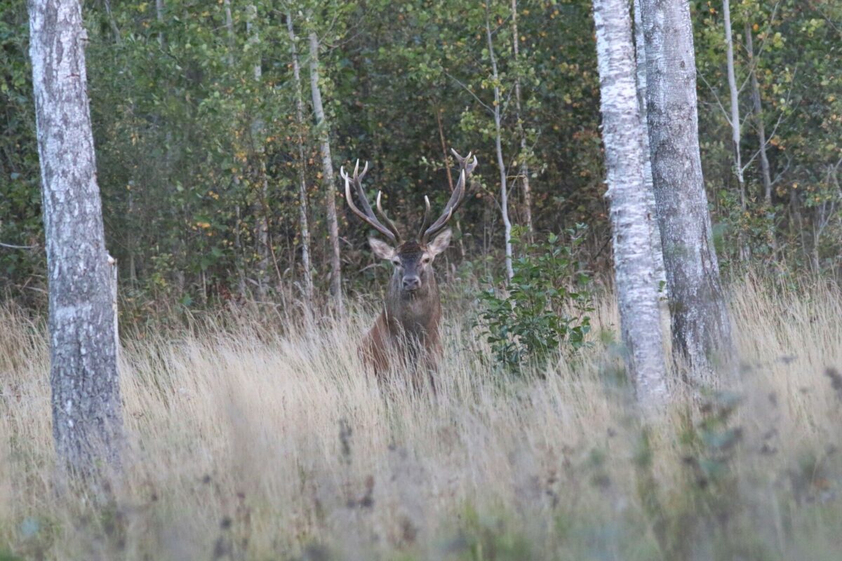 Kai miškai „dainuoja“ – tauriųjų elnių ruja artėja prie kulminacijos 