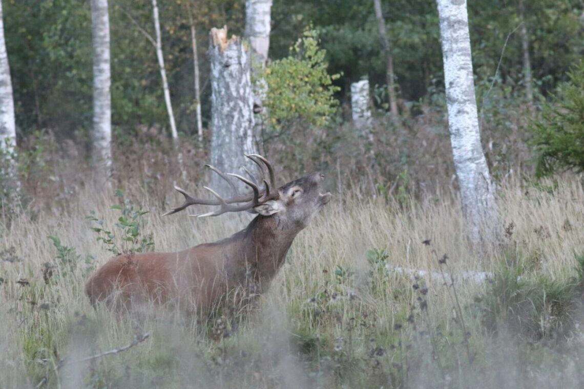 Kai miškai „dainuoja“ – tauriųjų elnių ruja artėja prie kulminacijos