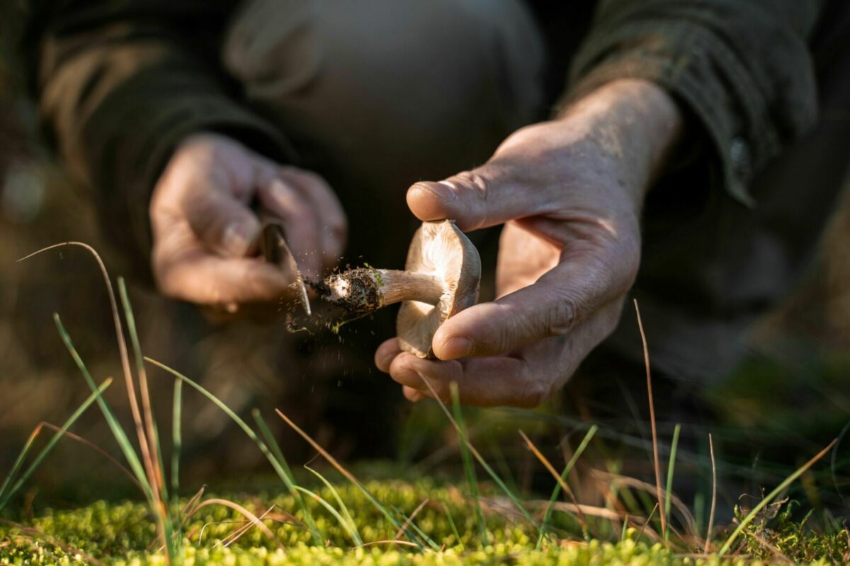 Apsinuodijimui pakanka ir vieno mažo grybuko