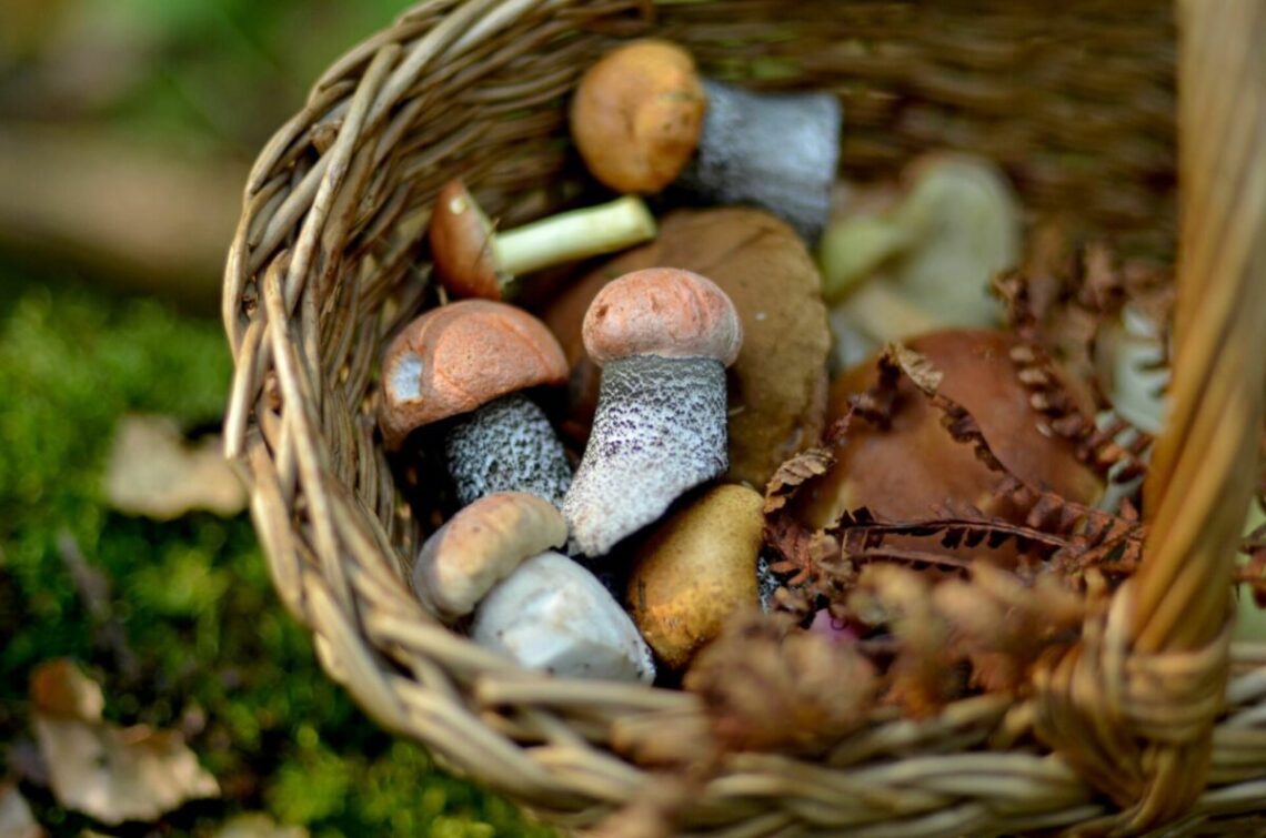 Apsinuodyti galima ir valgomais grybais