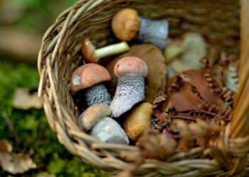 Apsinuodyti galima ir valgomais grybais