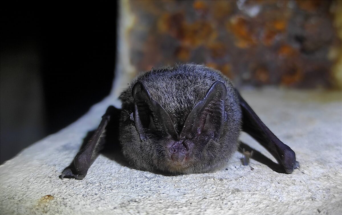 Europinis plačiaausis 