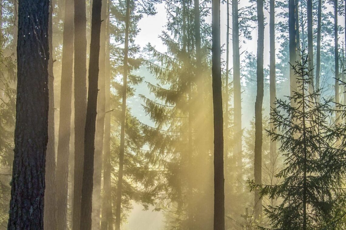 Sudaryta darbo grupė miško atkūrimo ir miško kirtimų klausimams spręsti