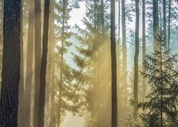 Sudaryta darbo grupė miško atkūrimo ir miško kirtimų klausimams spręsti