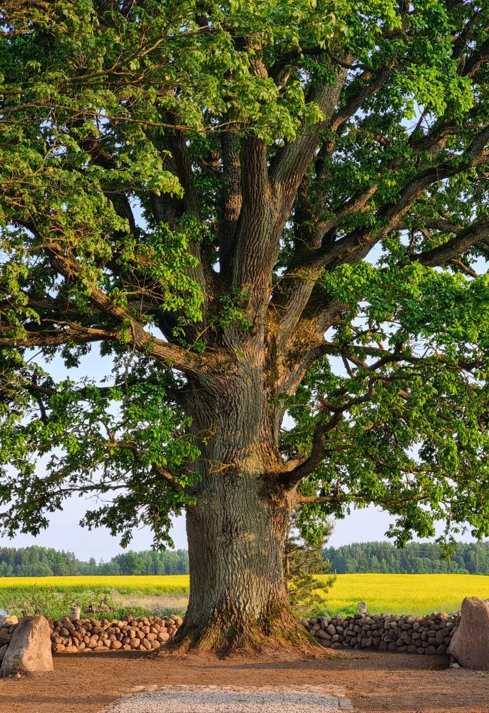 Laukių ąžuolas 