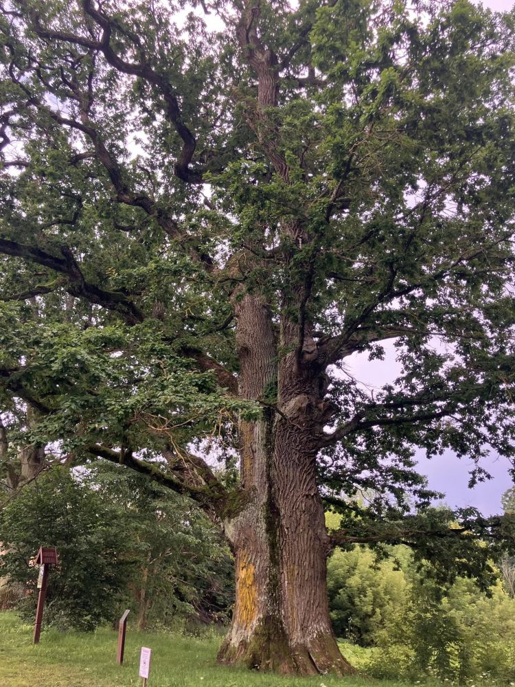 Glitiškių ąžuolas