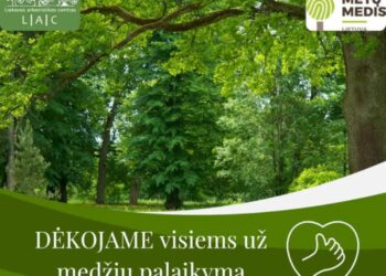 Lietuvos metų medis 2025 varžytuvių nugalėtojo paskelbimo renginys Seime