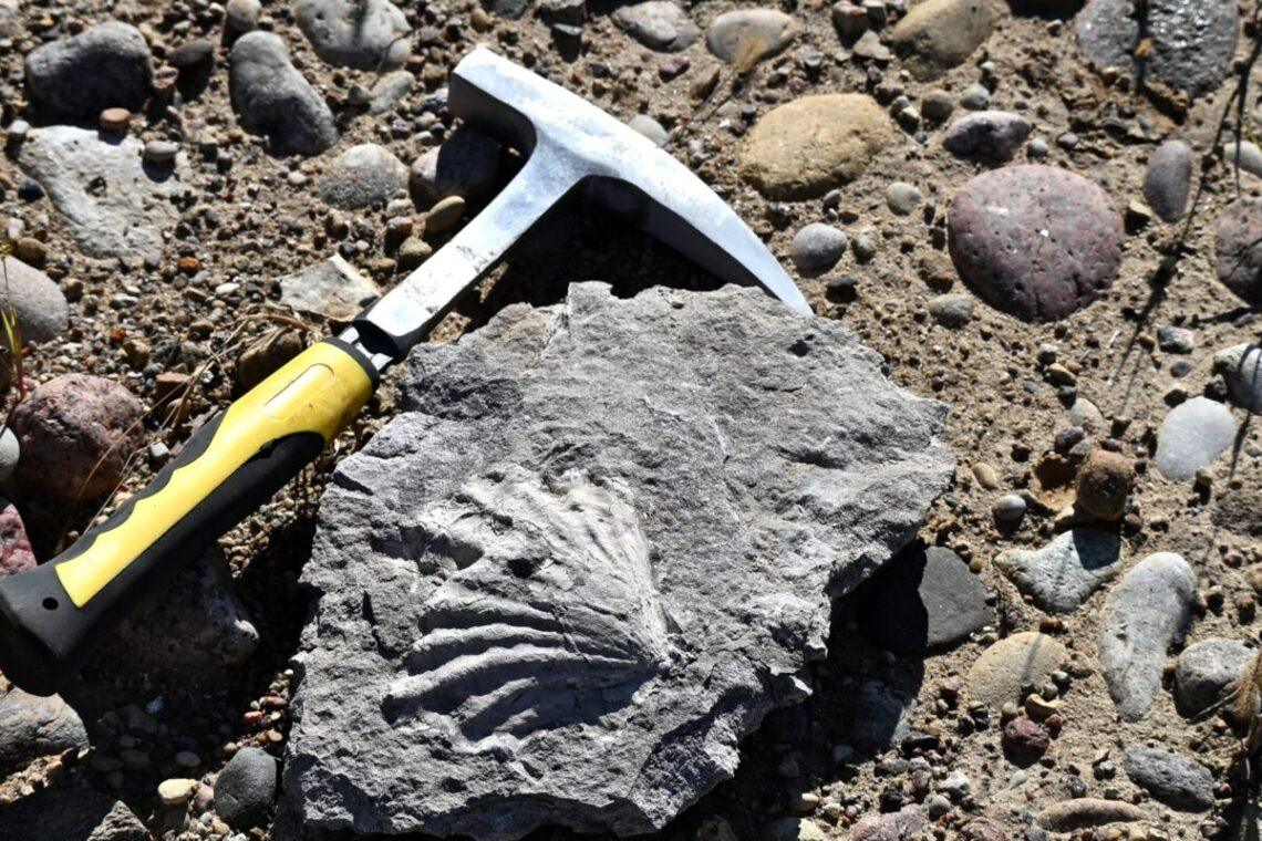 Jurbarko rajone aptiktas įspūdingo dydžio amonitas