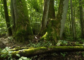 „Sengirės fondo” globojamas miškas