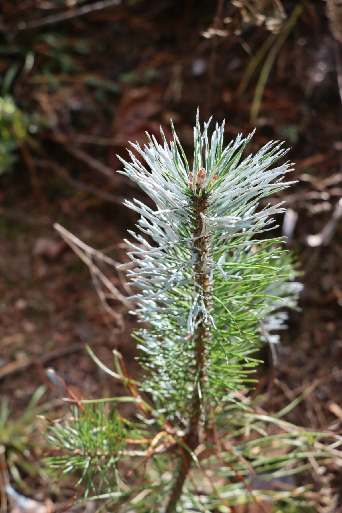 Miškininkų gudrybės – kaip nuo kanopinių žvėrių apginti jaunus medelius? 