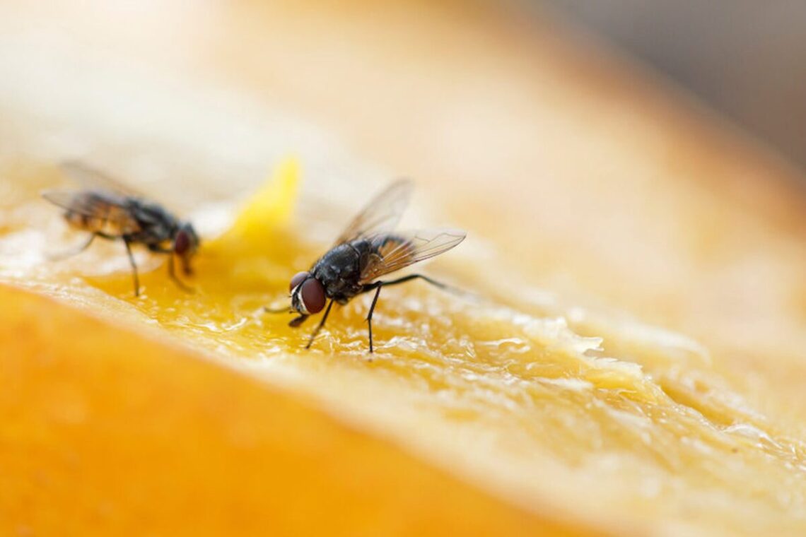 Vaisinės muselės ant maisto