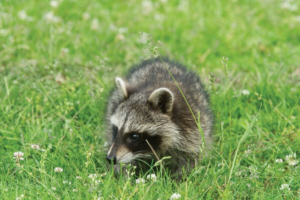 Paprastasis meškėnas