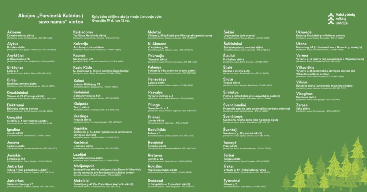 Miškininkai nemokamai dalins eglių ir pušų šakas 