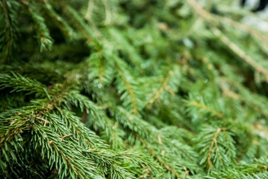 miškininkai nemokamai dalins eglių ir pušų šakas