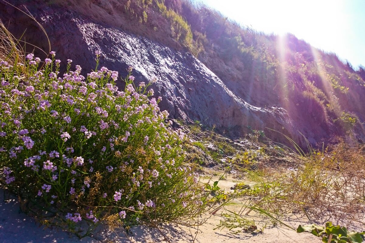 Nykstančios biologinės įvairovės apsauga