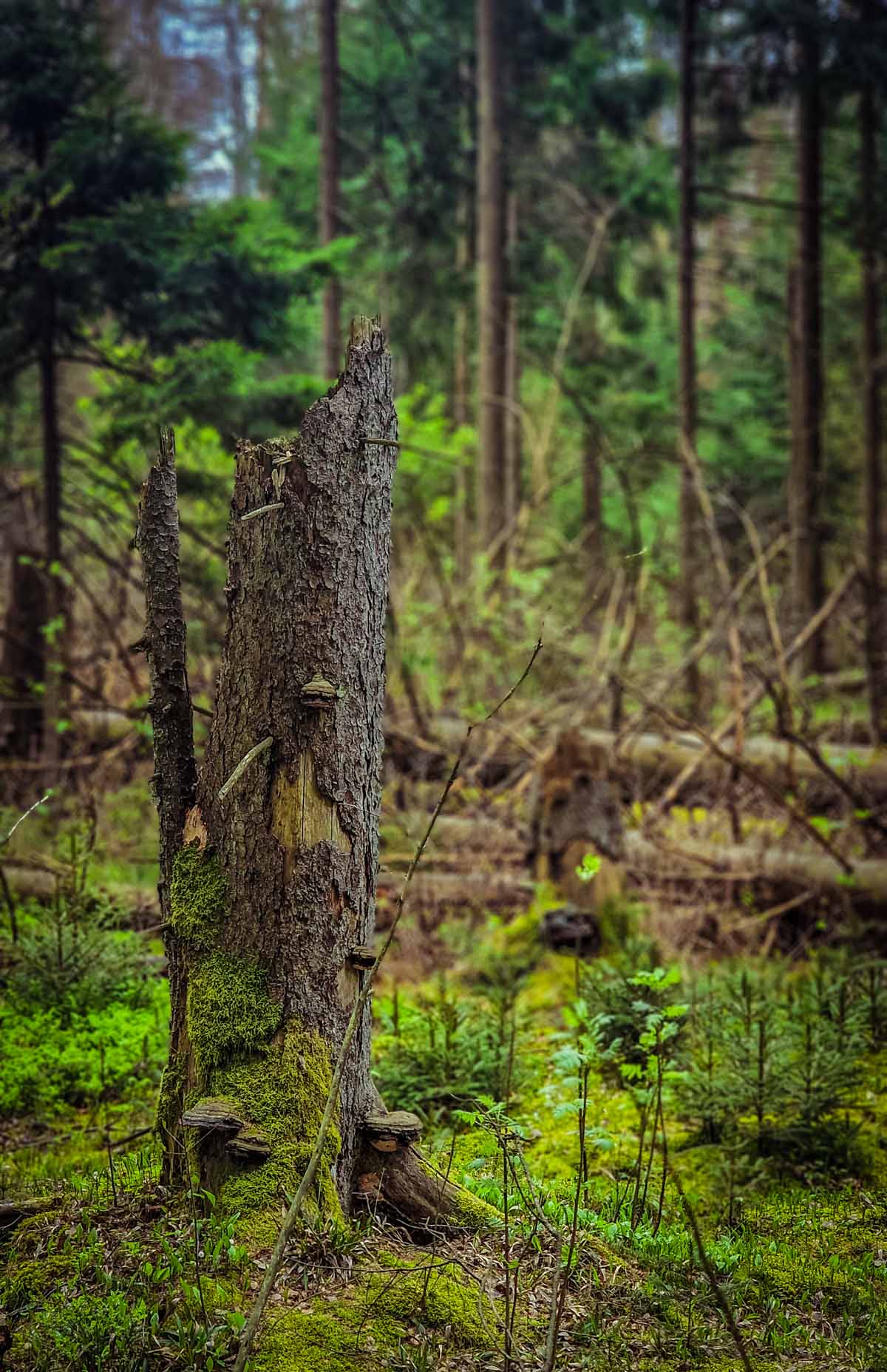 Dainavos girios sengirėje