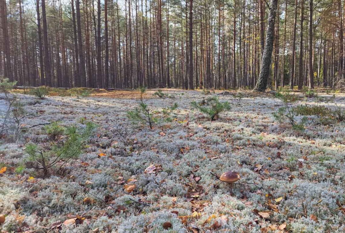 Lietuvos pušynas su natūralia miško paklote, atspindintis gyvo miško struktūrą ir ekologinę įvairovę
