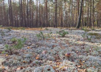 Lietuvos pušynas su natūralia miško paklote, atspindintis gyvo miško struktūrą ir ekologinę įvairovę