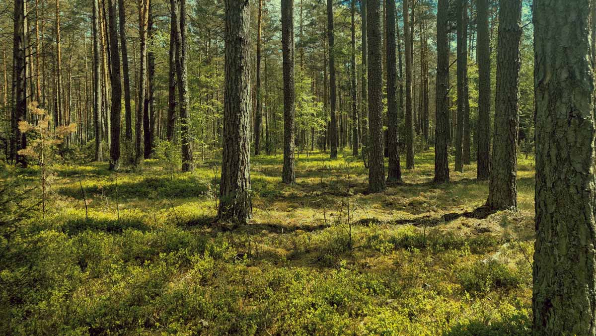 Kapčiamiesčio girioje