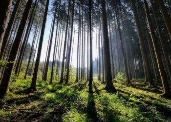 Sustiprinta kurtinių tuokviečių apsauga