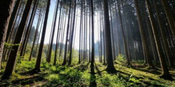 Sustiprinta kurtinių tuokviečių apsauga