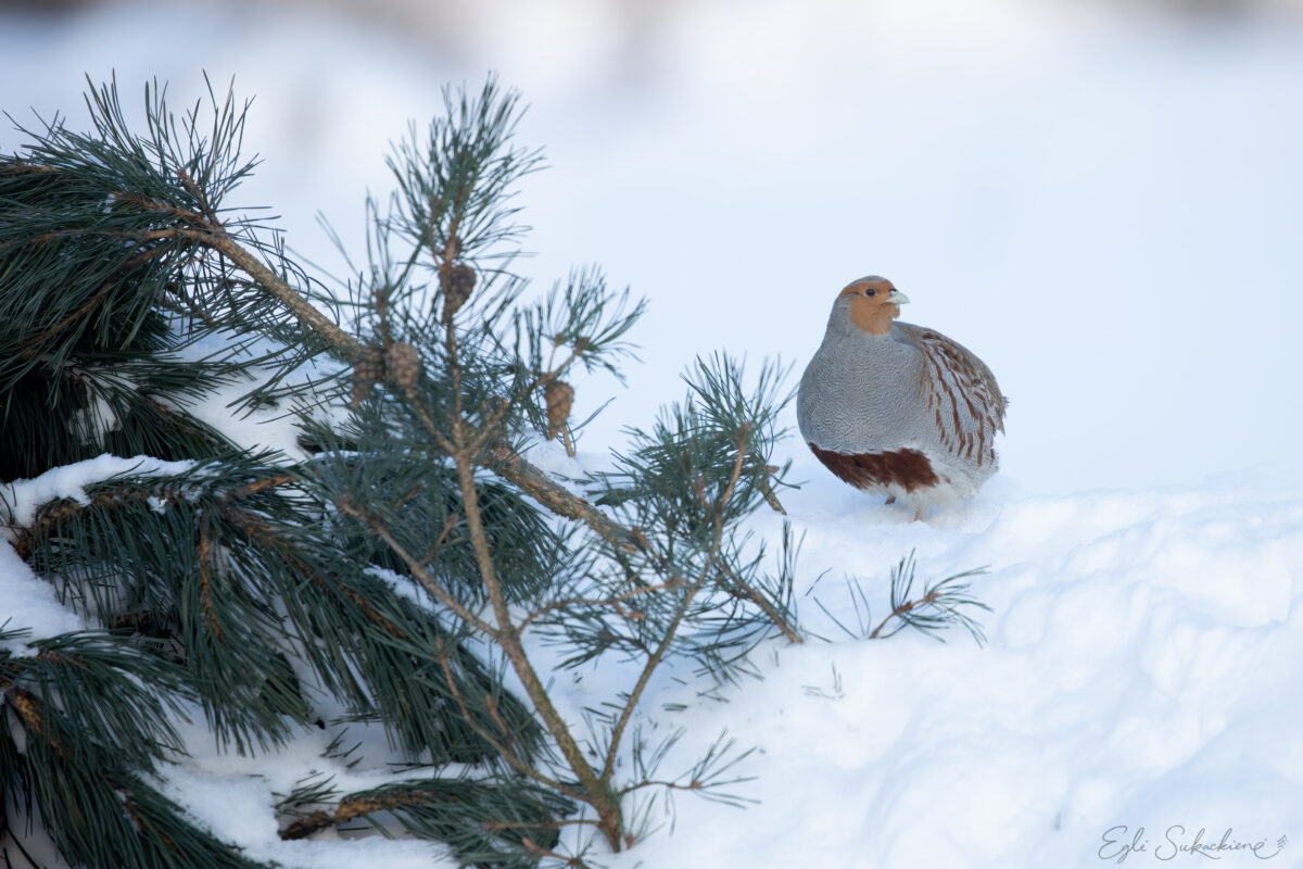 Patarimai, kaip padėti kurapkoms žiemą 