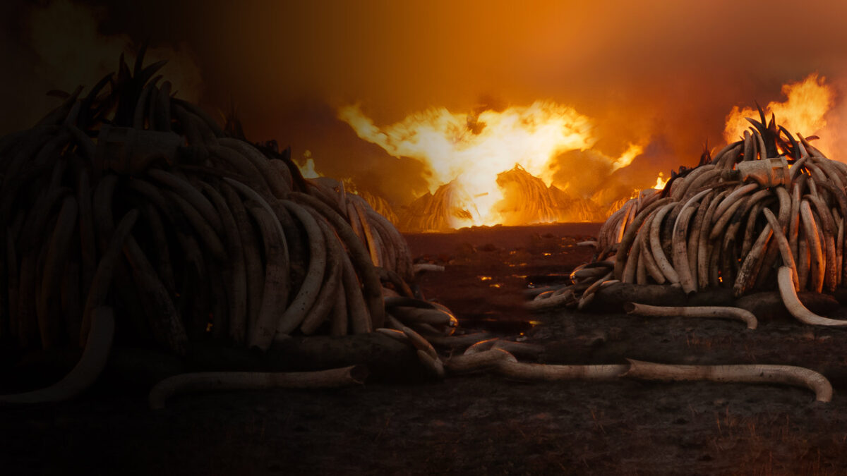 Filmo „Antropocenas: žmogaus epocha“ kadras 