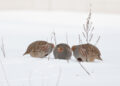 Patarimai, kaip padėti kurapkoms žiemą