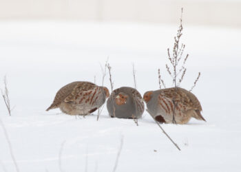 Patarimai, kaip padėti kurapkoms žiemą