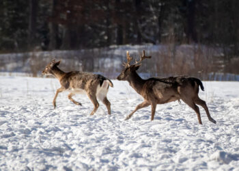 Miškuose prasidėjo baltasis badas
