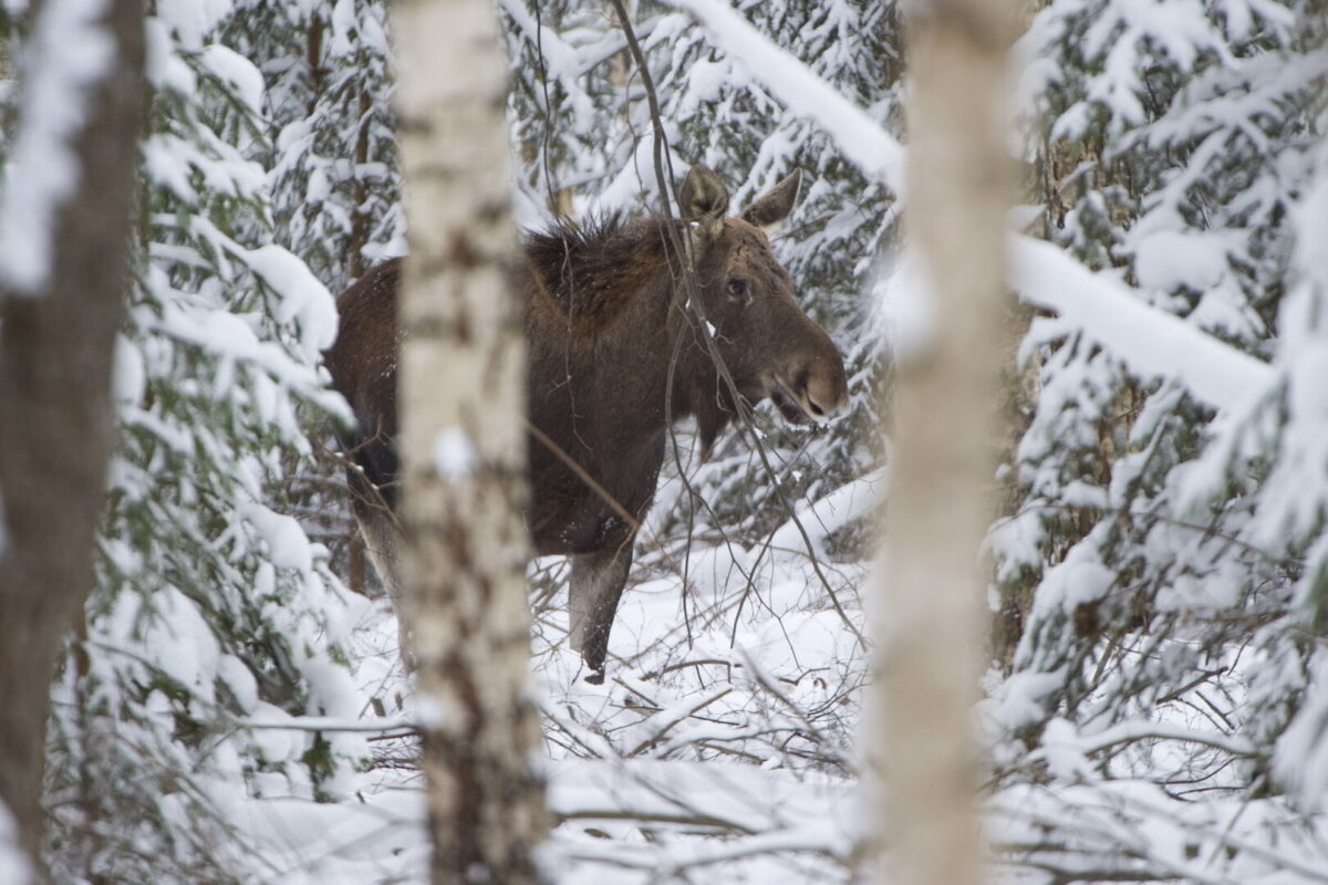 Miškuose prasidėjo baltasis badas | A. Pelakauskas, www.Fotopolis.lt nuotr.