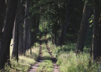 Liepų alėja Antalieptėje