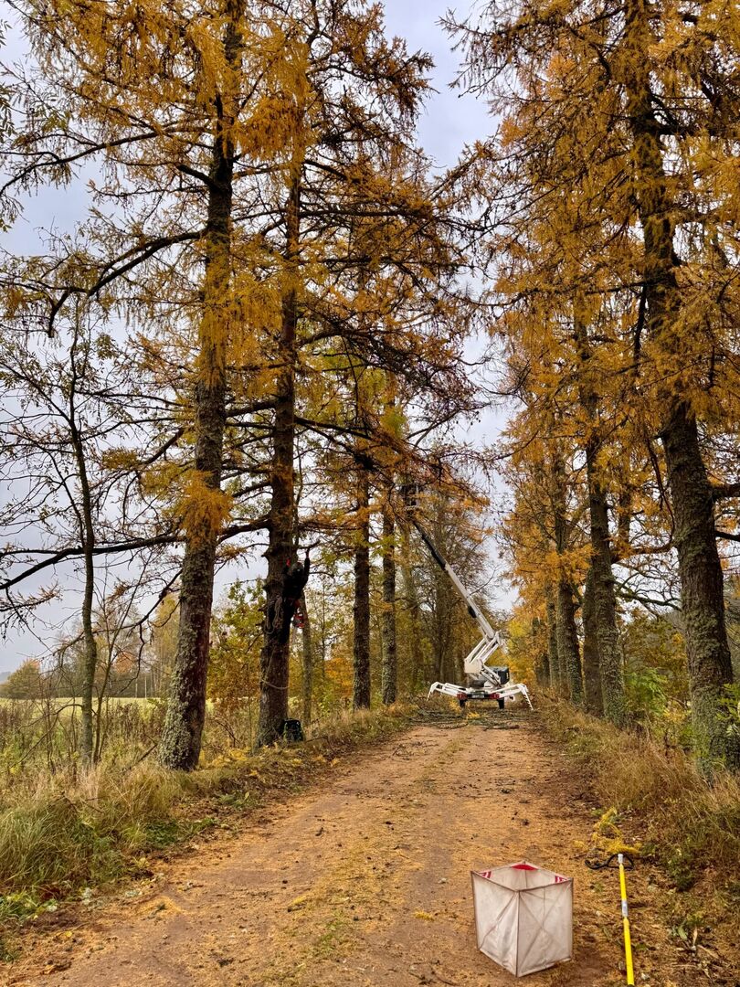 Maumedžių alėjos Kamariškiuose tvarkymas 