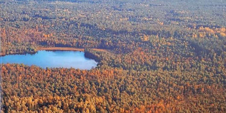 Knygos viršelis. Algirdas Brukas Gintautas Mozgeris, Lietuvos didžiagirės 2024 m.