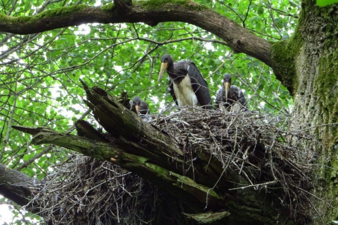Saugomi juodieji gandrai ir jų lizdavietė