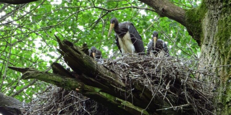 Saugomi juodieji gandrai ir jų lizdavietė