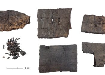 Laboratoriniai tyrimai pateikė naujų faktų apie Vilniaus pilių negandas XIV amžiuje