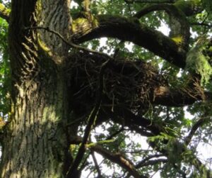 Lizdo padėtis medyje iš toliau ir pats lizdas, fotografuojant jį iš arčiau 