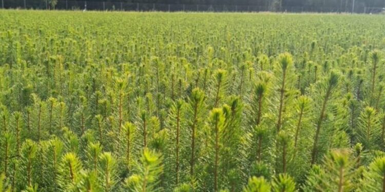 Aplinkos ministerija pristato siūlomus Miškų įstatymo pakeitimus