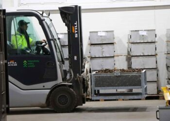 Dubravos medelyno kankorėžių aižykla