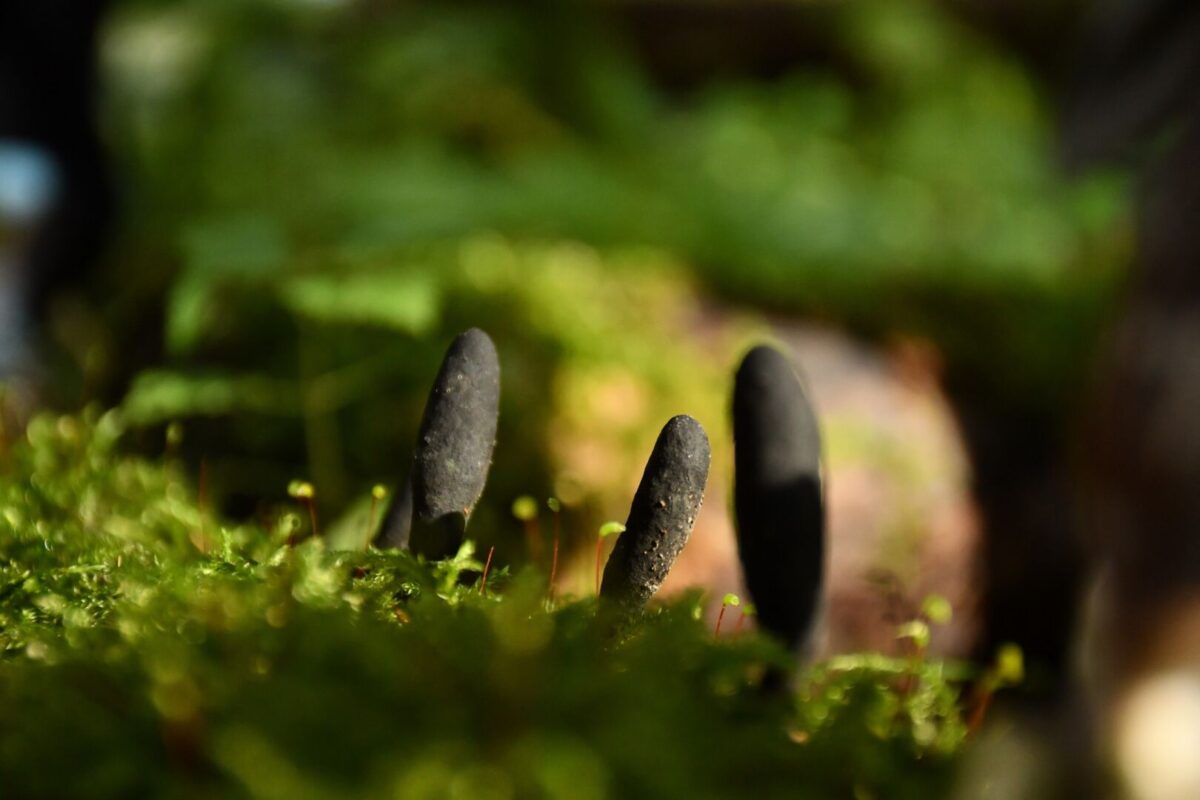 Miško darbai „Natura 2000“ teritorijose 
