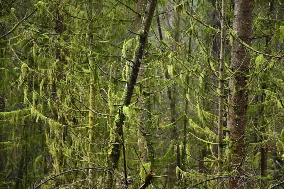 Miško darbai „Natura 2000“ teritorijose