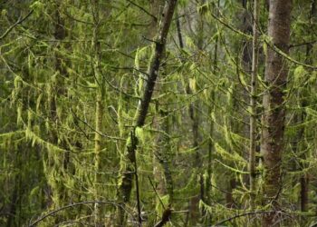 Miško darbai „Natura 2000“ teritorijose