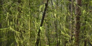 Miško darbai „Natura 2000“ teritorijose