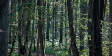 Miško kirtimų ribojimai paukščių perėjimo laikotarpiu