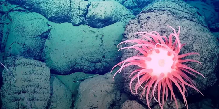 Kadras iš filmo „Iš gelmių“